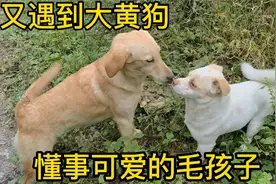 又遇到这为我们带路的大黄狗，狗狗看到三宝可高兴坏了！视频封面