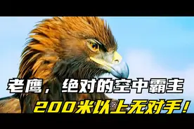 老鹰，绝对的空中霸主，200米以上无对手！视频封面