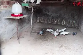 大叔把鸽子放养，从不担心鸽子飞走，原来是有秘诀的！视频封面