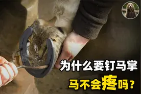 为什么要给马钉马掌，铁钉牢牢钉在马蹄上，马不疼吗？视频封面