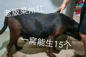 一条莱州红大体母狗带胎61天，还没生就这大肚子能生15个左右视频封面