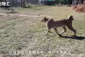 花豹蹲在土坡上5小时没动，突然洞里冒出脑袋，才知道原因！视频封面