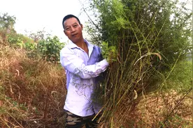 农村蚊子墨蚊多，川哥用一个好方法，夏天家里一只蚊子都没有视频封面