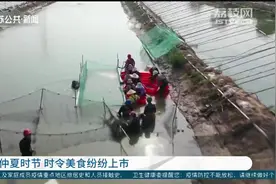 泰州罗氏沼虾正式开捕，肉多味鲜个头大，生态养殖“钱”景好视频封面