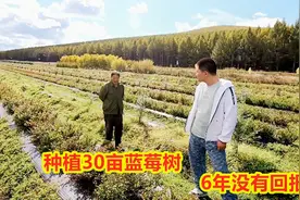 原来蓝莓树有50年的寿命，种植6年后才可结果，难怪卖的贵视频封面