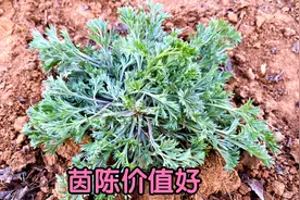 正月老根“绵茵陈”是个宝，茵陈加红枣煮水厉害了？看看吧