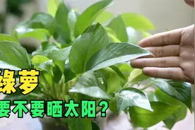 绿萝到底要不要晒太阳？园艺师教你，其实很多人都晒错了视频封面