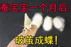 蚕宝宝一个月后破茧成蝶，很好奇它们是怎么产卵的？视频封面