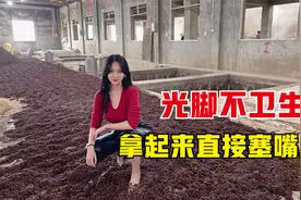 酿酒工人光脚踩粮食不卫生？小酒妹却拿起来直接吃，很有嚼劲！视频封面