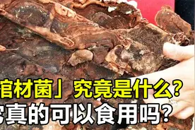 “棺材菌”究竟什么来头？农村迁坟发现稀有菌子，当地人用它泡酒视频封面