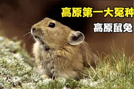 青藏高原第一大冤种，高原鼠兔！行走的口粮