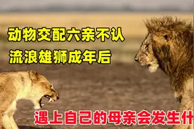 动物交配六亲不认，流浪雄狮成年后，遇上自己的母亲会发生什么？视频封面