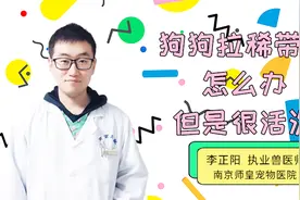 狗狗拉稀带血但是很活泼，怎么办？资深宠物医生告诉你视频封面