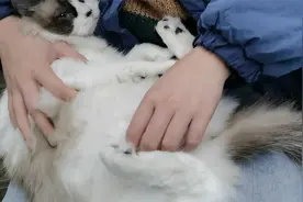 猫咪肚子上没毛，是不是有什么疾病啊？看看医生怎么说！视频封面