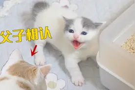 公猫第一次见孩子，就被小猫凶了，做爸爸好难！视频封面