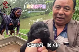 罗威纳和德国牧羊犬杂交生的狗狗长什么样子视频封面