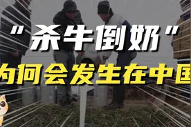 杀牛倒奶？课本上资本主义的反面教材，为何会发生在中国？视频封面