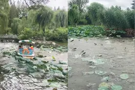 济南大明湖雨后鱼群跃出水面跳上游船，场面壮观，引市民驻足观看视频封面