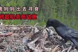 老鹰妈妈出去寻食，乌鸦趁机杀死幼崽，两只幼崽被咬断脖子 ！视频封面