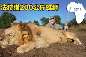 猎人远赴非洲狩猎狮子，一枪放倒200公斤雄狮，结果却备受争议！视频封面