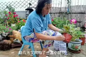 侥幸高温网购了三盆小丽花，结果大失所望，看红姐如何处理视频封面