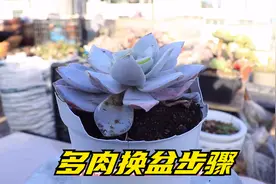 多肉换盆这个步骤别忽略，特别是新手，养好轻松长大变好看视频封面