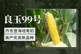 良玉99号——丹东登海培育的高产优良新品种视频封面