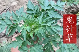 鬼针草不是草，用好了还是宝，这2个厉害用途？我也是刚知道视频封面
