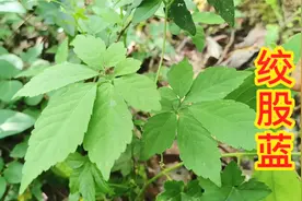 绞股蓝药用价值高，很多朋友都拿它泡水当茶喝，你知道有什么用吗视频封面