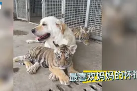 拉布拉多犬变身奶妈喂养几只小老虎，网友：狗生巅峰！视频封面