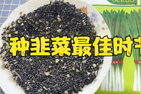 老农教你种韭菜最佳时节快来看看吧保证出全苗视频封面