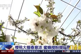 甘肃庆阳：樱桃大棚春意浓，蜜蜂授粉提品质视频封面