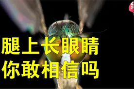 眼睛长在腿上是什么体验？科学家用果蝇做试验，发现新版二郎神！视频封面