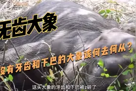 野生大象被炸碎牙齿和下巴，行走的巨型骨架，救援队努力抢救视频封面