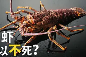 龙虾真的可以永生吗？原谅我的好奇心！视频封面