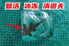 把清道夫冰冻一晚上，据说解冻后还能复活，是真的吗？视频封面