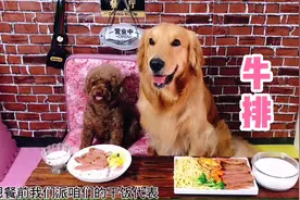 金毛为吃牛排竟呲牙护食 差点咬泰迪 铲屎官要不要揍它一顿视频封面