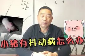 小猪跳舞，还那么嗨，其实这是一种猪病，来看看老王怎么处理的
