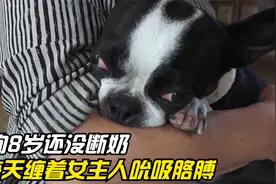 8岁老狗没断奶，对着主人狂吸7年，这也太奇葩了视频封面
