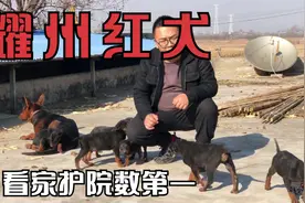 陕西猛犬耀州红，体型大骨量大攻击力强看见护院数第一，来欣赏下视频封面