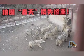 狼圈“春天”损失惨重！狼腰部肚子浑身是洞，饲养员展开紧急援救视频封面
