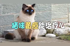猫咪黄疸能治疗么视频封面