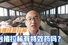 猪拉稀没有特效药，常备四种药，看粪便知病因，对症治好不是难事视频封面