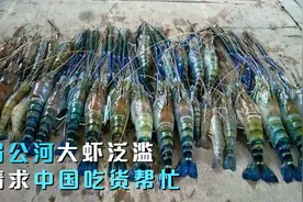 湄公河“大虾泛滥”？为什么当地人不吃，中国吃货也不敢下嘴？视频封面