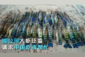 湄公河“大虾泛滥”？为什么当地人不吃，中国吃货也不敢下嘴？视频封面