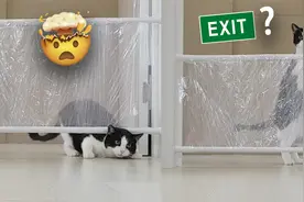 天降一堵透明墙，看奶牛猫会怎么做？网友：这也太过分了！视频封面