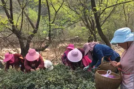 婷婷去信阳采茶：纯毛尖70一斤，一叶一尖40一斤，这价格怎么样？视频封面
