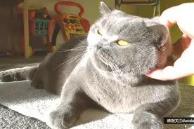 阉割后蓝猫后遗症。猫生从此绝望了。现在变得太懒，一点也不想动视频封面
