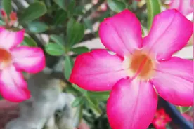 夏季盆栽：沙漠玫瑰，此花给点阳光就灿烂，养护并不难视频封面