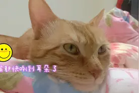 原来猫咪真的会笑，只要它感觉幸福，贱笑蠢萌的样子实在太可爱啦视频封面